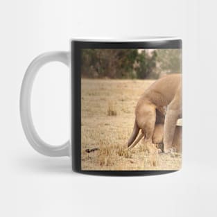 "Nibble, Nibble".  Lions Copulating, Maasai Mara, Kenya Mug